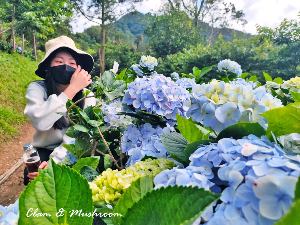 桃園繡球花季